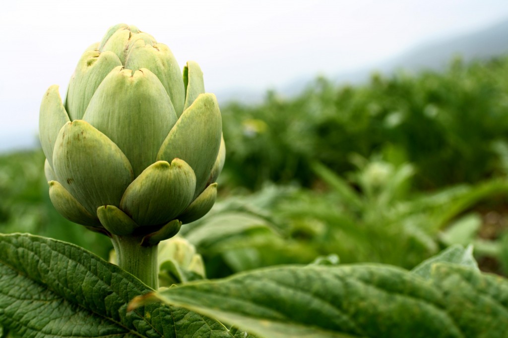 alacachofa