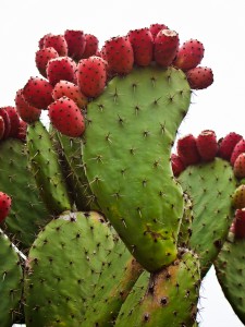 10 Propiedades del Nopal