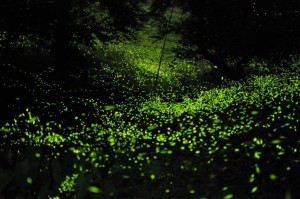 Deslúmbrate en el “Santuario de las Luciérnagas”